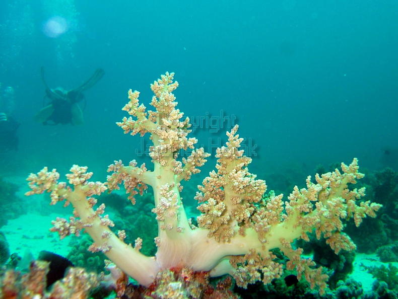 DSCF8034 mekky koral a potapeci.jpg